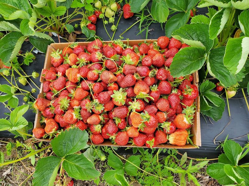 Strawberry Picking That Tastes Nothing Like the Supermarket