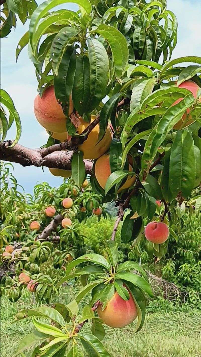 Sun-Ripened Peaches Straight from the Tree Sun-Ripened Peaches Straight from the Tree