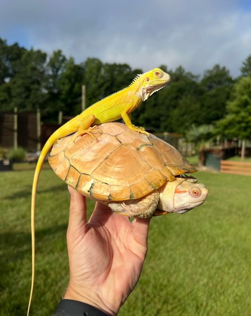 Support Rescued Reptiles Finding a Permanent Safe Home