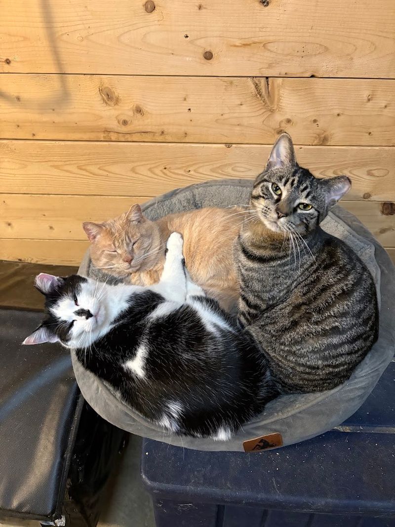 Supporting 27 Rescue Groups and Counting