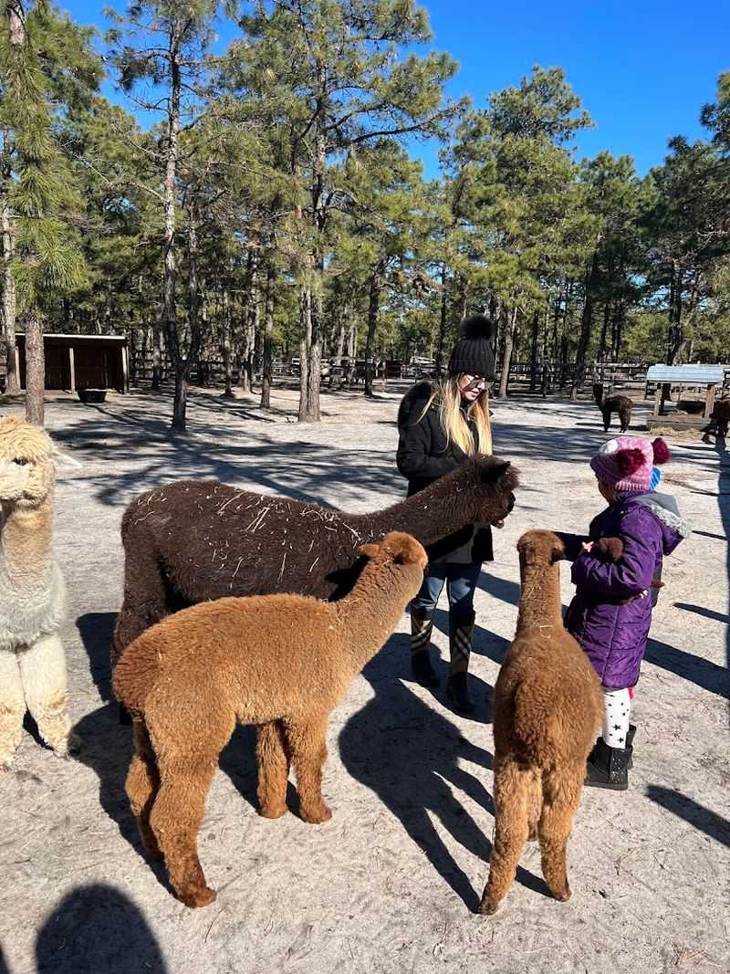 Take a One-Mile Walk With an Alpaca Take a One-Mile Walk With an Alpaca