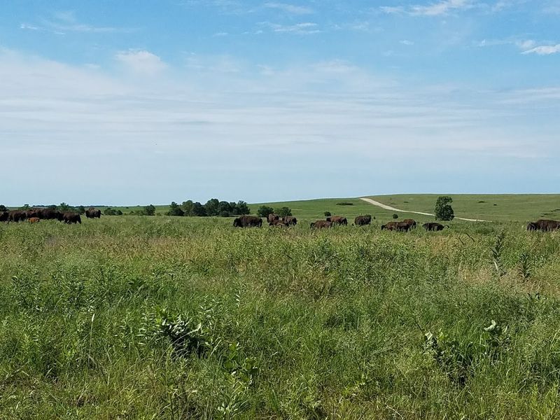 Tallgrass Prairie Preserve Road Tallgrass Prairie Preserve Road