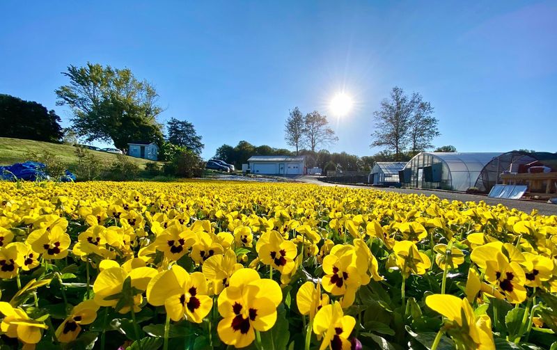 The 70,000-Square-Foot Greenhouse Experience