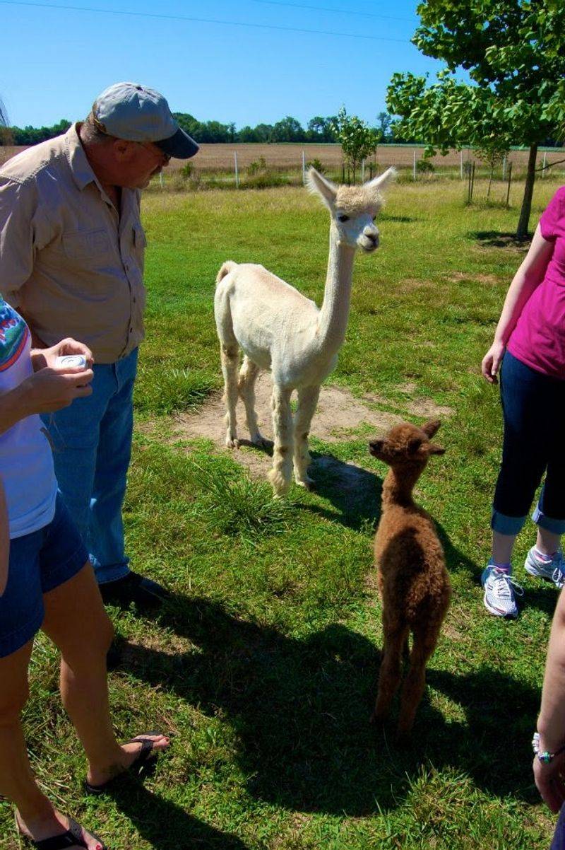 The Adopt-an-Alpaca Program and Camping Under the Stars The Adopt-an-Alpaca Program and Camping Under the Stars