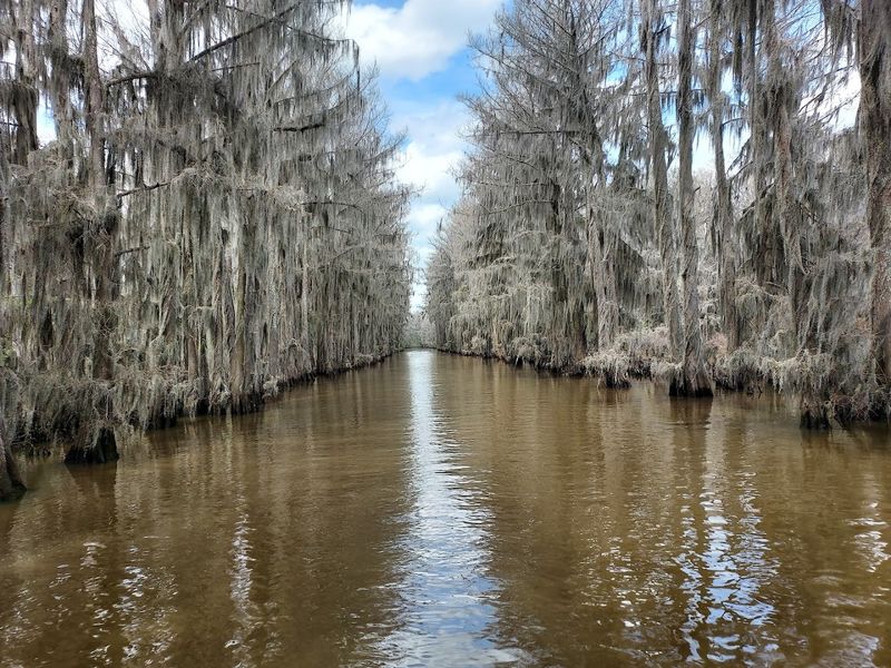 The Allure of the Bayou, Caddo Lake and Big Cypress The Allure of the Bayou, Caddo Lake and Big Cypress