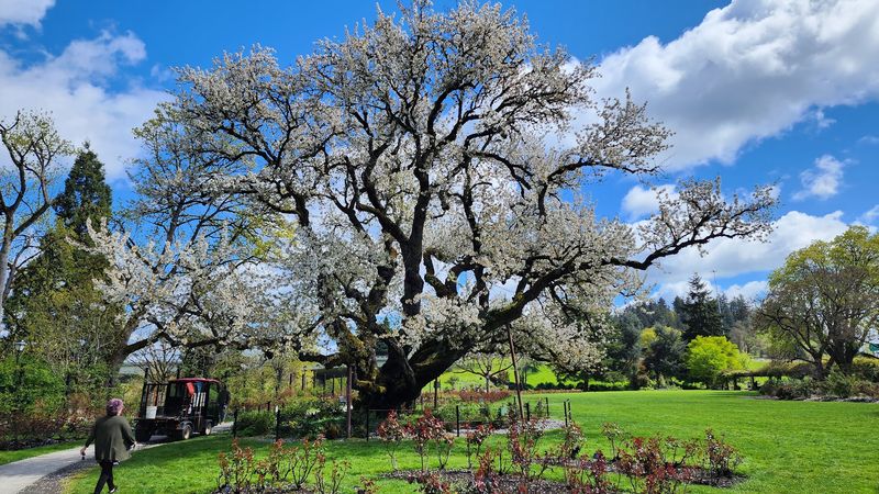 The Ancient Cherry Tree That Stops Everyone in Their Tracks The Ancient Cherry Tree That Stops Everyone in Their Tracks