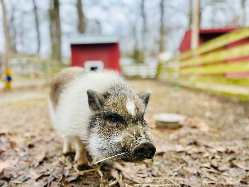 The Animals with the Most Unforgettable Personalities The Animals with the Most Unforgettable Personalities