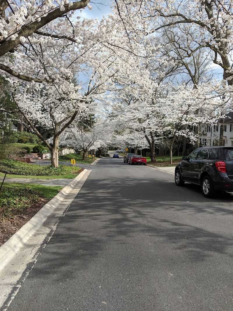 The Architectural Tapestry of Bethesda's Neighborhoods
