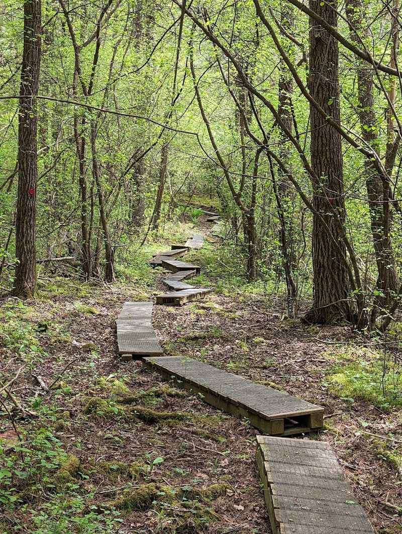 The Audubon Bird Sanctuary and What Makes It Special The Audubon Bird Sanctuary and What Makes It Special