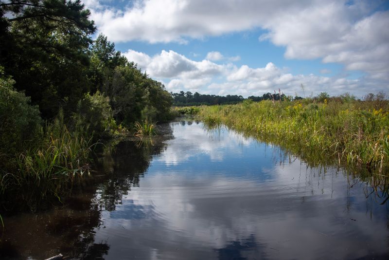 The Blackwater Magic of the Edisto River