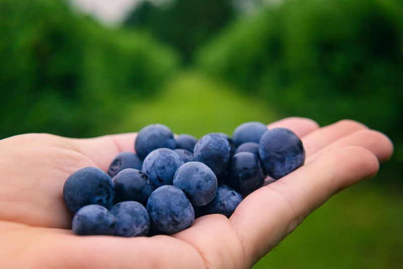 The Blueberry Capital Knows How Summer Should Taste
