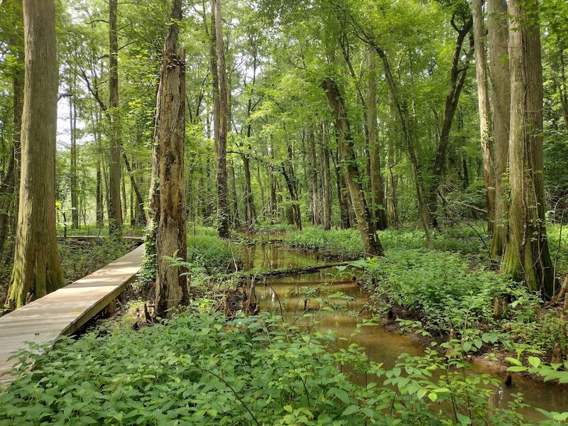The Boardwalk That Changes Everything The Boardwalk That Changes Everything