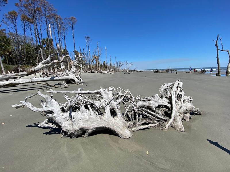 The Boneyard Beach: A Landscape Unlike Anything Else The Boneyard Beach: A Landscape Unlike Anything Else