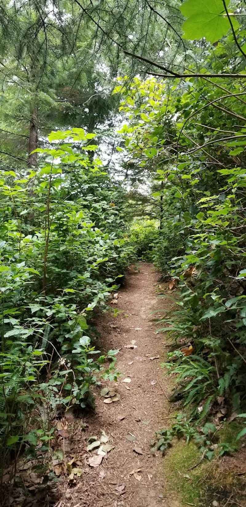 The Branching Side Trails That Add Depth to the Hike The Branching Side Trails That Add Depth to the Hike