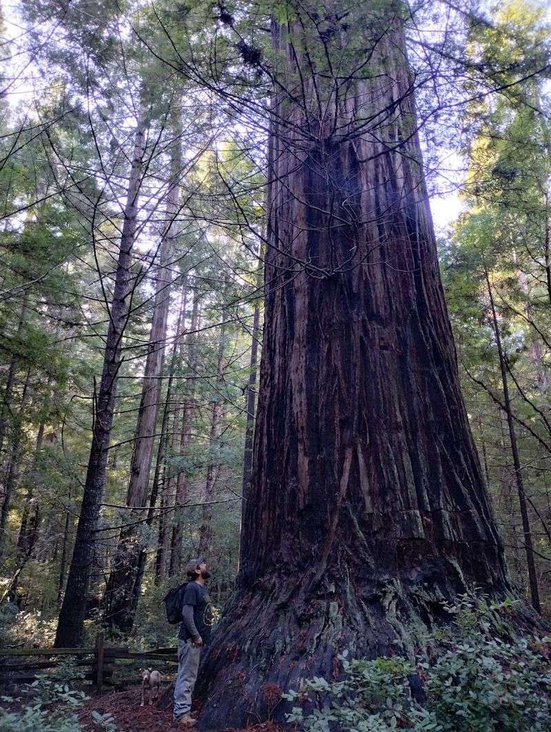 The Captain Miles Standish Tree: A 1,200-Year-Old Giant The Captain Miles Standish Tree: A 1,200-Year-Old Giant