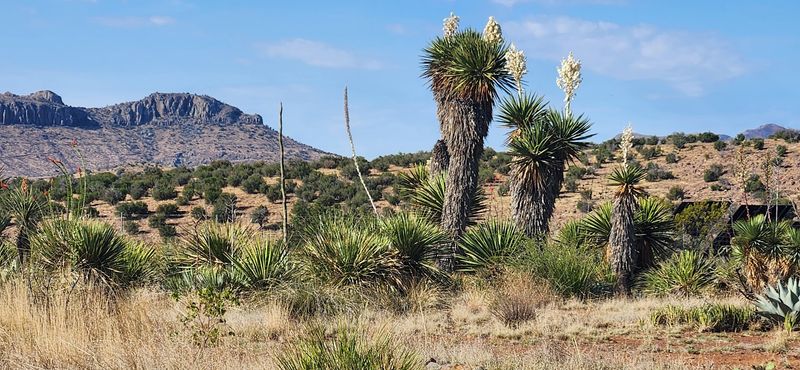 The Chihuahuan Desert Itself, North America's Largest and Most Diverse Desert The Chihuahuan Desert Itself, North America's Largest and Most Diverse Desert