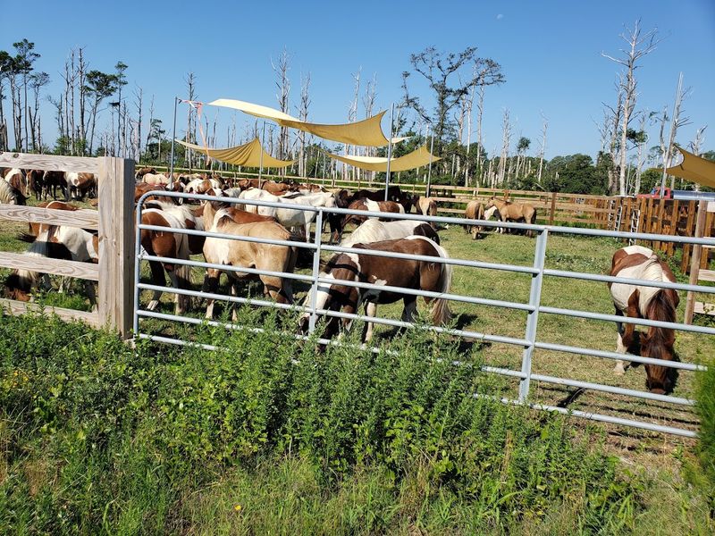 The Chincoteague Pony Auction and What It Really Means