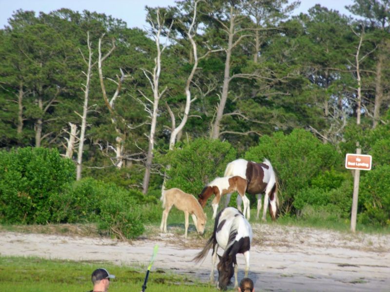 The Chincoteague Pony Centre, Up Close and Personal