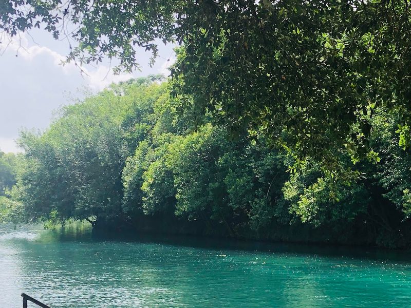 The Comal River and Its Impossibly Clear Water The Comal River and Its Impossibly Clear Water