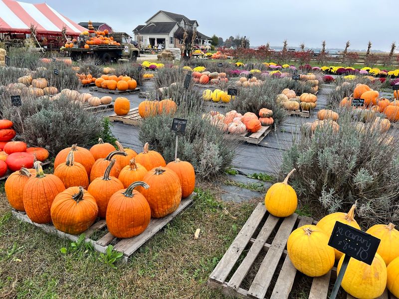 The Corn Maze, Pumpkins, and Fall Agritourism