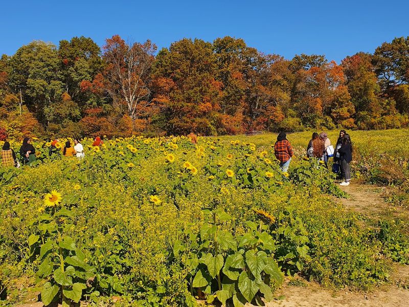 The Corn and Sunflower Maze, A Seasonal Surprise