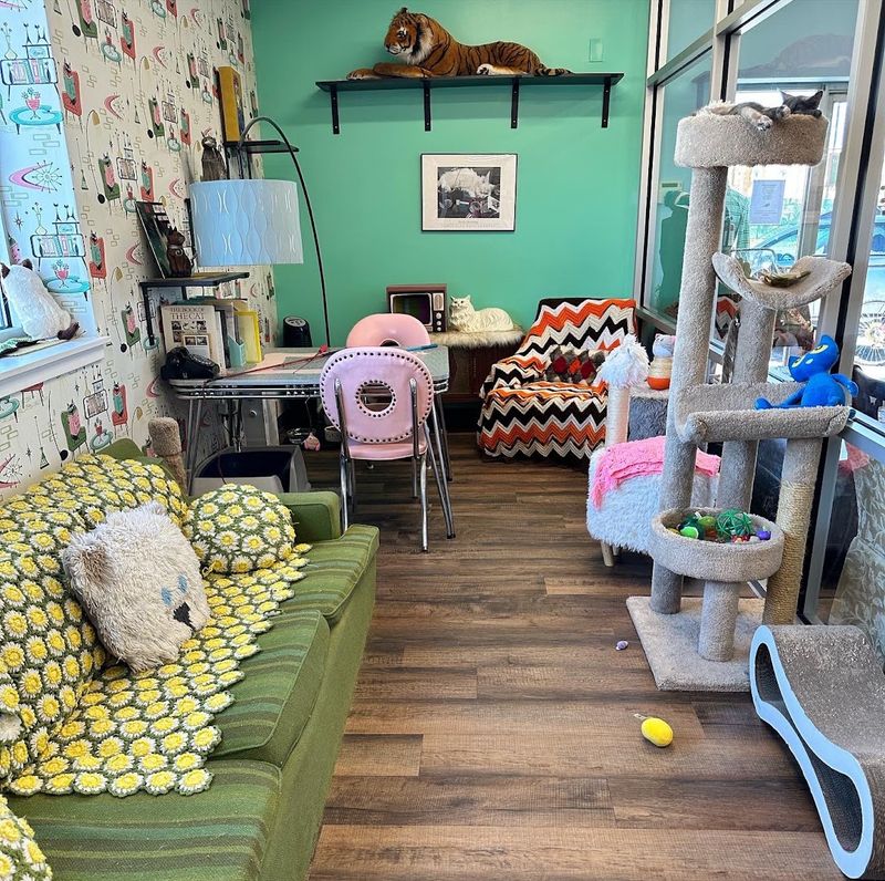 The Cozy Cat Den, Where Shopping Meets Adoption