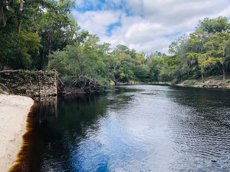 The Dark, Tea-Colored Water of the Suwannee River The Dark, Tea-Colored Water of the Suwannee River