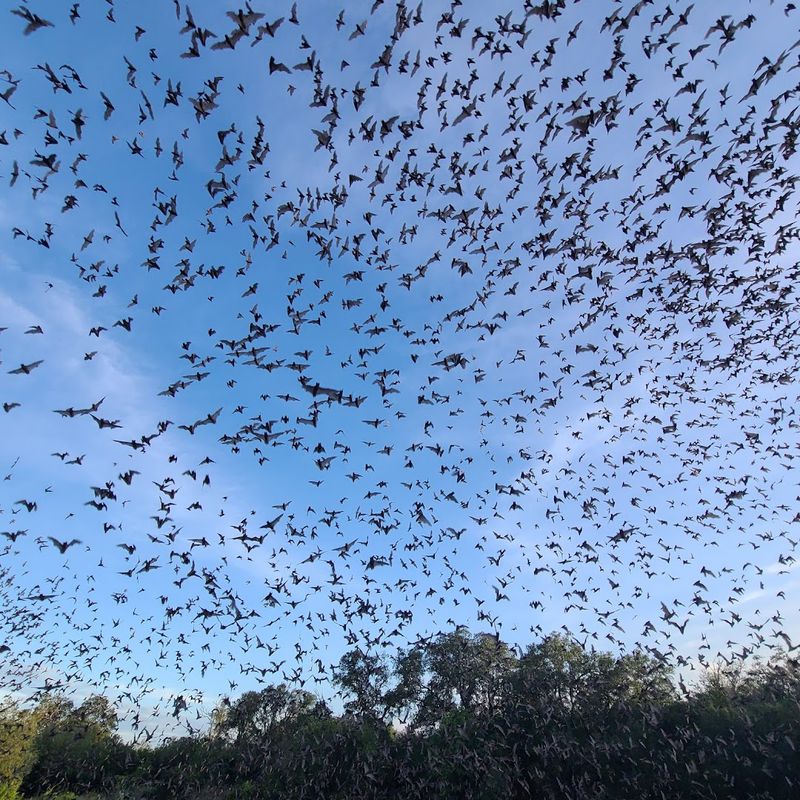 The Ecological Superpower of 15 Million Hungry Bats