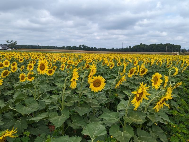 The Fall Flower Festival: When the Farm Transforms All Over Again