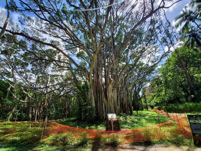 The Famous Banyan Trees and Their Hollywood History The Famous Banyan Trees and Their Hollywood History