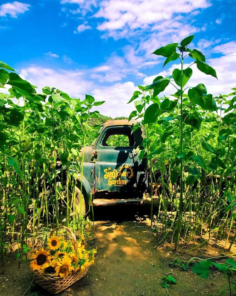The Farm's 25-Year Journey From Patch to Paradise