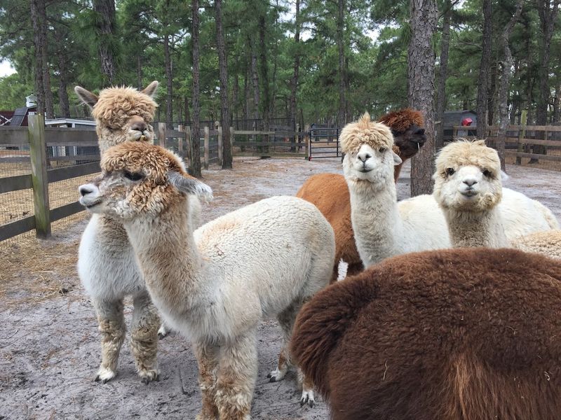 The Fluffiest Hiking Partners in New Jersey The Fluffiest Hiking Partners in New Jersey