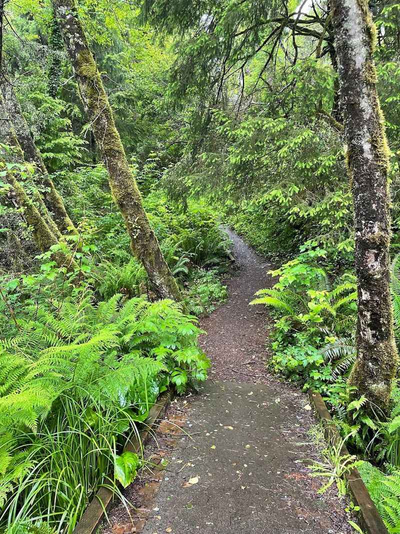 The Forest Canopy That Changes Everything The Forest Canopy That Changes Everything