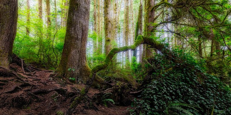 The Forest That Pulls You In Before You Even Realize It