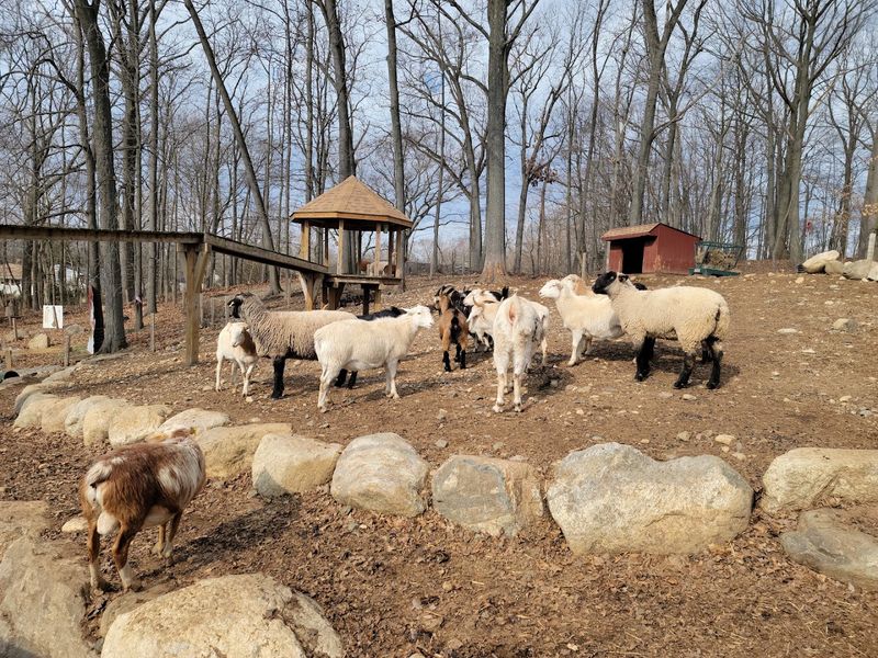 The Golden Goat Bridge, Duck Pond, And Bunnyville