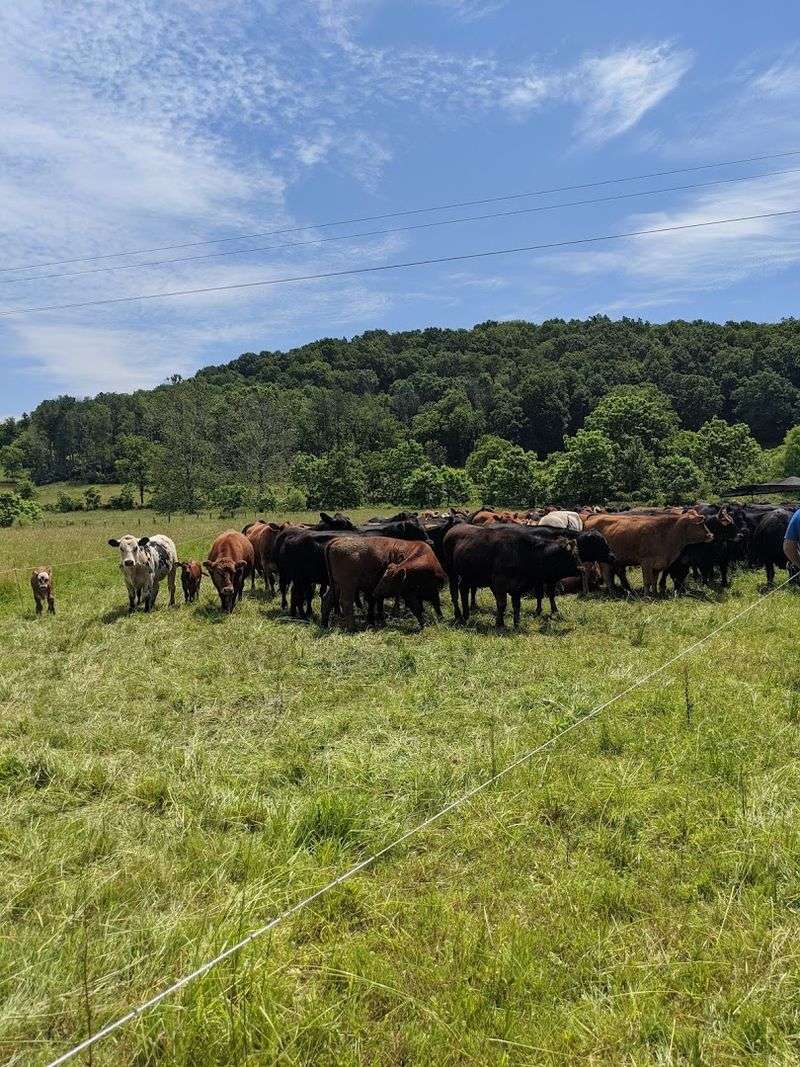 The Grass-Fed Cattle and Their Daily Graze