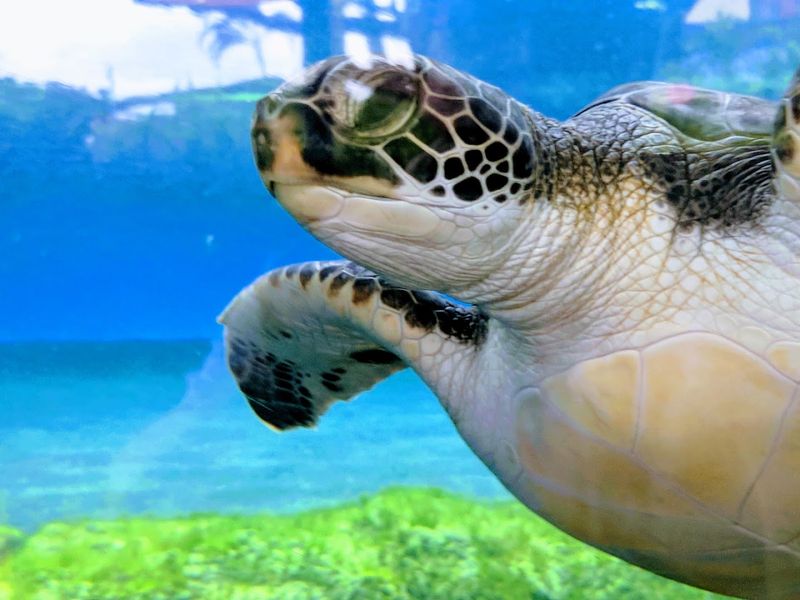 The Hawaiian Green Sea Turtle Up Close