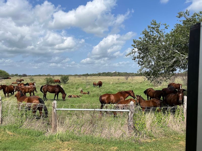 The Heartbeat of the King Ranch