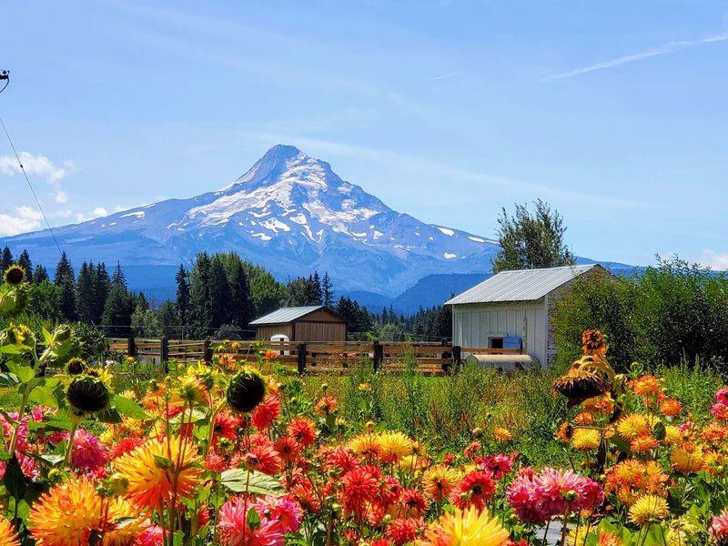 The Hood River Fruit Loop Setting The Hood River Fruit Loop Setting
