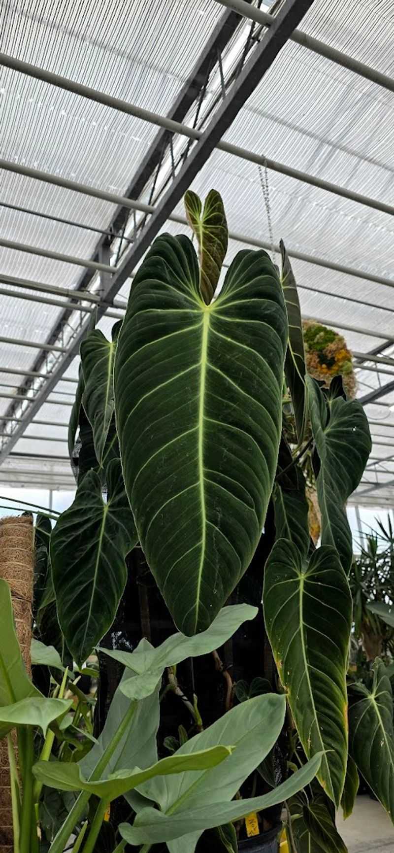 The Houseplant Section Is a Whole Other World