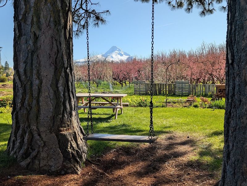 The Iconic Farm Swing and Photo Spots The Iconic Farm Swing and Photo Spots