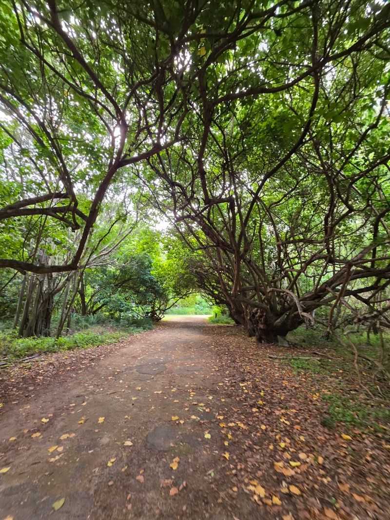 The Ironwood Forest That Leads You to the Shore The Ironwood Forest That Leads You to the Shore