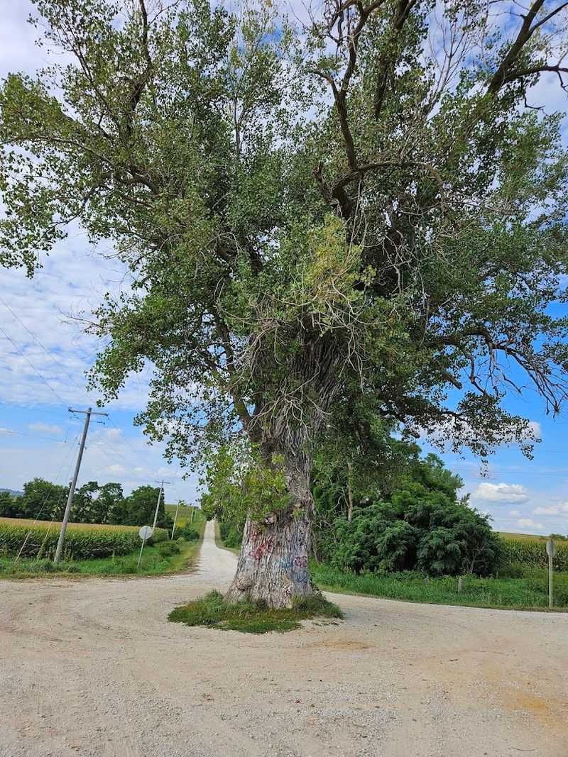 The Legend Behind the Tree The Legend Behind the Tree