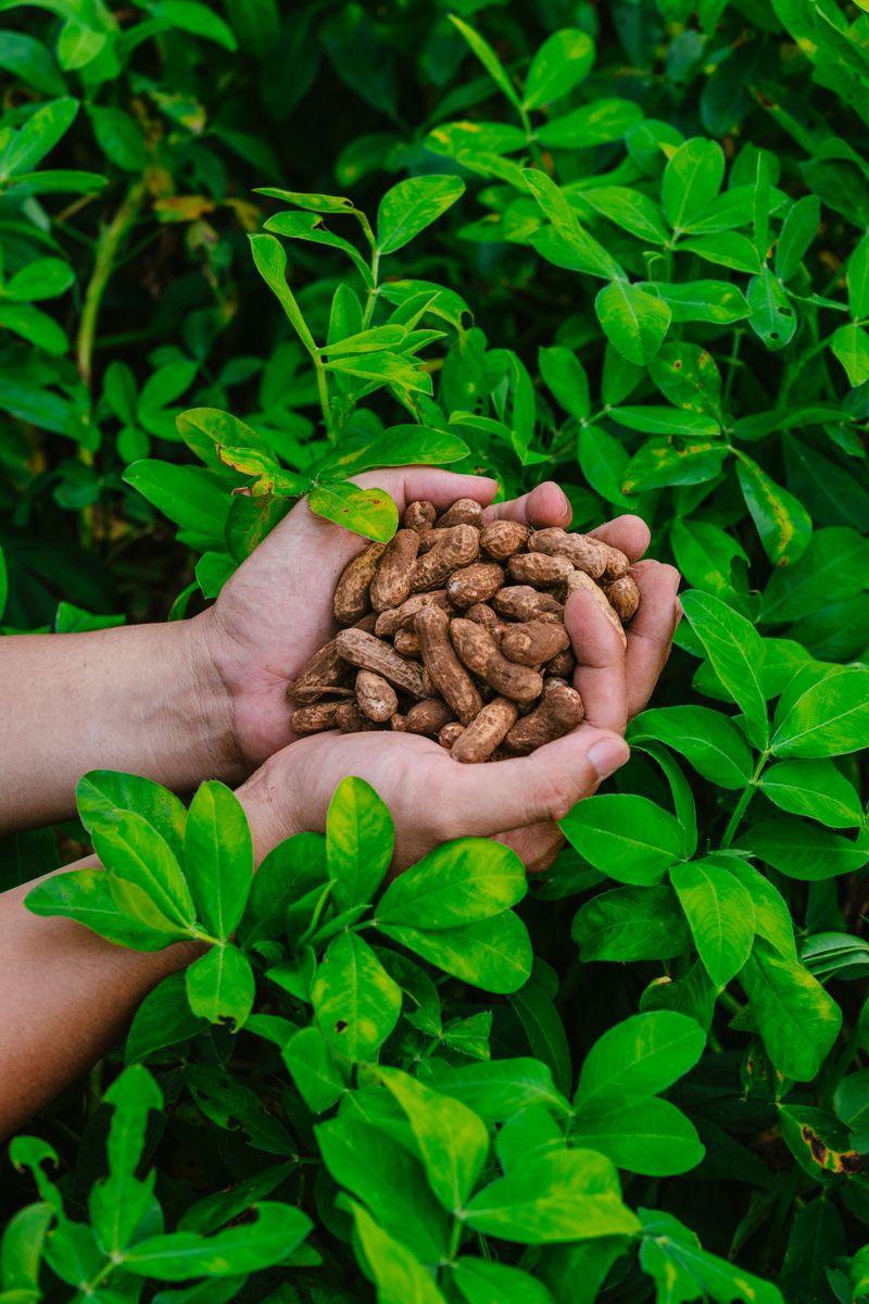 The Life Cycle of a Legume Like You've Never Seen It