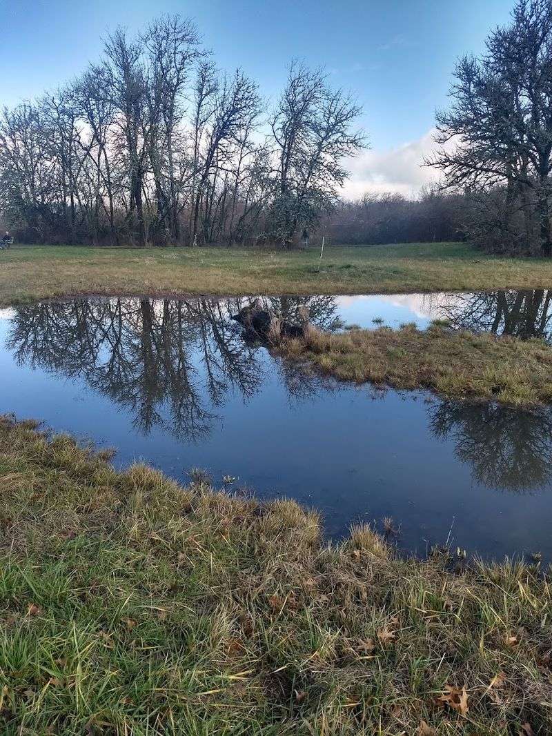 The Living Story of Amazon Creek