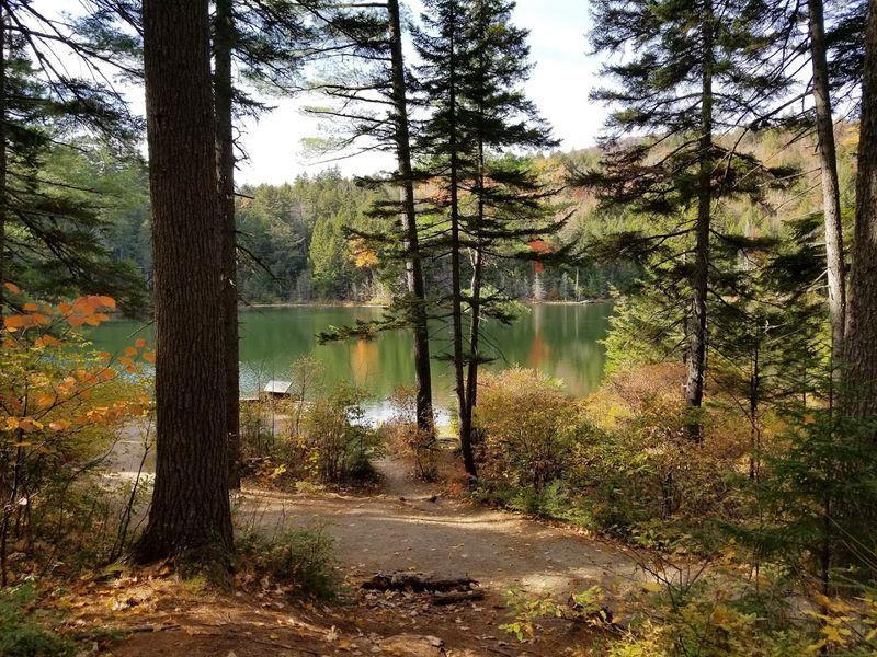 The Lovequist Loop: One Mile of Pure Forest Therapy