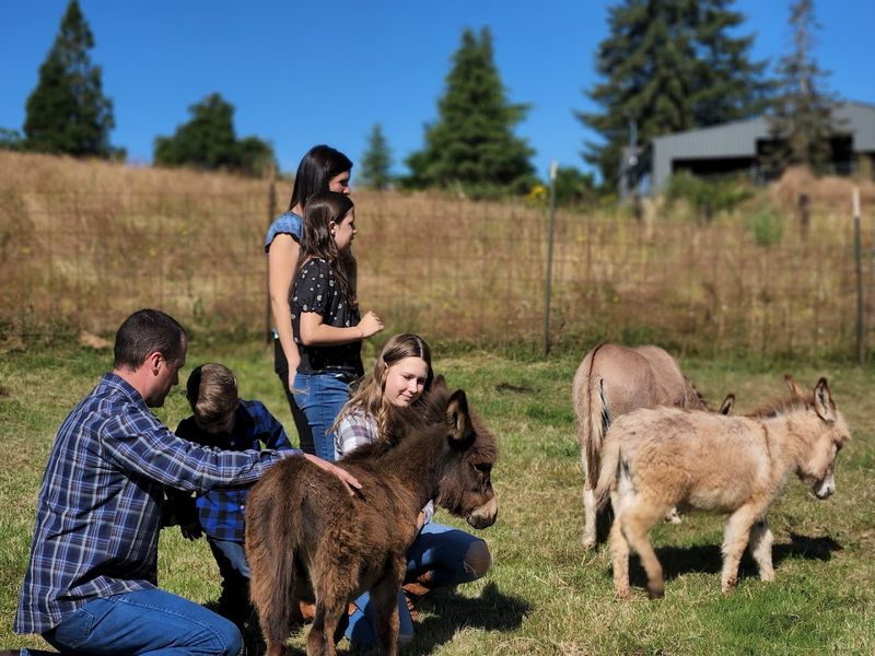 The Magic of Mediterranean Miniature Donkeys