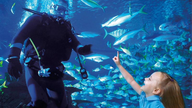 The Magnificent 50,000-Gallon Tank