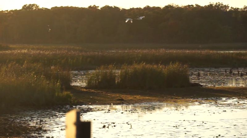 The Mahnomen Trail And Its Boardwalk Stretch The Mahnomen Trail And Its Boardwalk Stretch