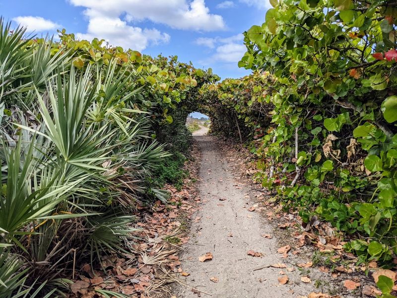 The Mangrove Trails and Sea Grape Tunnels Worth Exploring on Foot